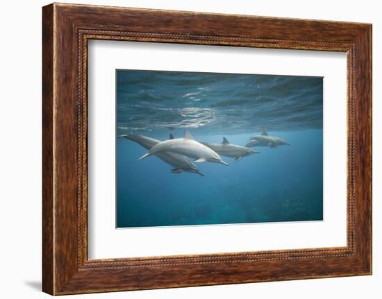 Spinner Dolphins-DLILLC-Framed Photographic Print