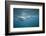 Spinner Dolphins-DLILLC-Framed Photographic Print