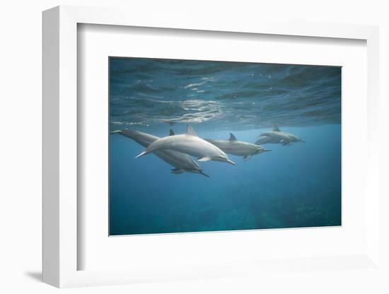 Spinner Dolphins-DLILLC-Framed Photographic Print