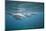 Spinner Dolphins-DLILLC-Mounted Photographic Print