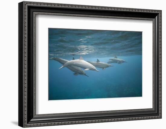 Spinner Dolphins-DLILLC-Framed Photographic Print