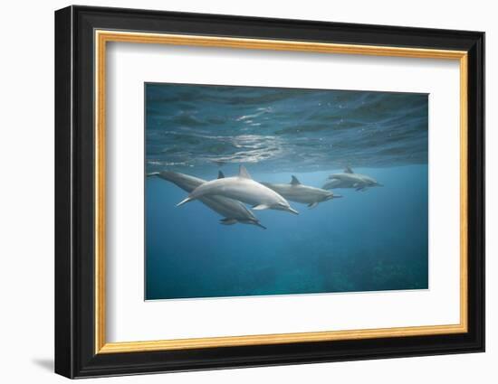 Spinner Dolphins-DLILLC-Framed Photographic Print