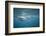 Spinner Dolphins-DLILLC-Framed Photographic Print