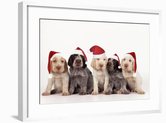 Spinone Dog Puppies Wearing Christmas Hats-null-Framed Photographic Print