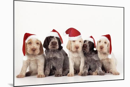 Spinone Dog Puppies Wearing Christmas Hats-null-Mounted Photographic Print