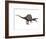 Spinosaurus Dinosaur, Artwork-SCIEPRO-Framed Premium Photographic Print