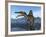 Spinosaurus Dinosaur, Artwork-Walter Myers-Framed Photographic Print