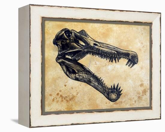 Spinosaurus Dinosaur Skull-Stocktrek Images-Framed Stretched Canvas