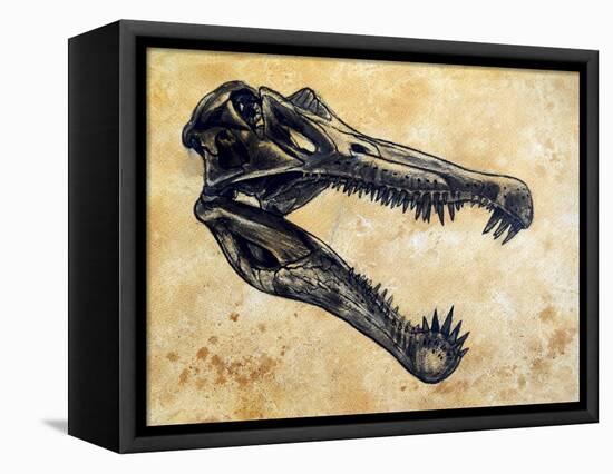 Spinosaurus Dinosaur Skull-Stocktrek Images-Framed Stretched Canvas