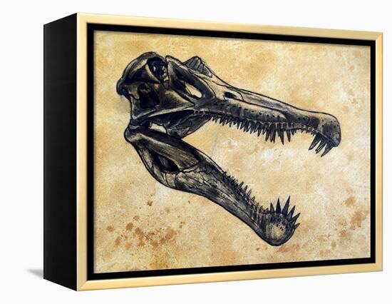 Spinosaurus Dinosaur Skull-Stocktrek Images-Framed Stretched Canvas