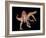 Spinosaurus Dinosaur-Joe Tucciarone-Framed Photographic Print