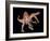 Spinosaurus Dinosaur-Joe Tucciarone-Framed Photographic Print