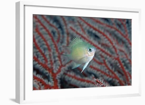 Spiny Chromis (Acanthochromis Polycanthus)-Reinhard Dirscherl-Framed Photographic Print