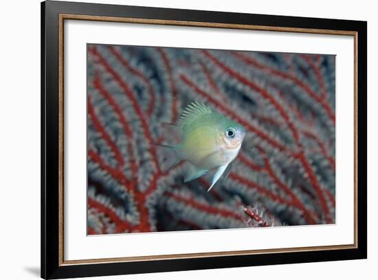 Spiny Chromis (Acanthochromis Polycanthus)-Reinhard Dirscherl-Framed Photographic Print