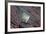 Spiny Chromis (Acanthochromis Polycanthus)-Reinhard Dirscherl-Framed Photographic Print