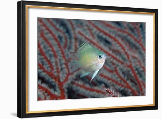 Spiny Chromis (Acanthochromis Polycanthus)-Reinhard Dirscherl-Framed Photographic Print