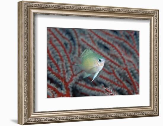 Spiny Chromis (Acanthochromis Polycanthus)-Reinhard Dirscherl-Framed Photographic Print