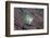 Spiny Chromis (Acanthochromis Polycanthus)-Reinhard Dirscherl-Framed Photographic Print