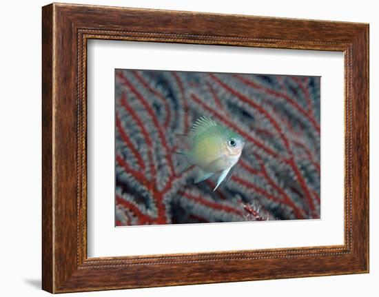 Spiny Chromis (Acanthochromis Polycanthus)-Reinhard Dirscherl-Framed Photographic Print