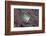 Spiny Chromis (Acanthochromis Polycanthus)-Reinhard Dirscherl-Framed Photographic Print