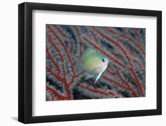 Spiny Chromis (Acanthochromis Polycanthus)-Reinhard Dirscherl-Framed Photographic Print