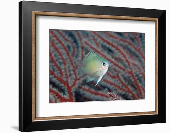 Spiny Chromis (Acanthochromis Polycanthus)-Reinhard Dirscherl-Framed Photographic Print