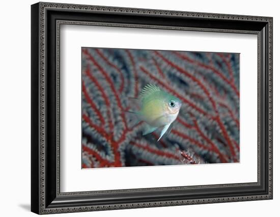 Spiny Chromis (Acanthochromis Polycanthus)-Reinhard Dirscherl-Framed Photographic Print