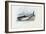 Spiny Dogfish, 1863-79-Raimundo Petraroja-Framed Giclee Print