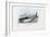 Spiny Dogfish, 1863-79-Raimundo Petraroja-Framed Giclee Print