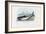 Spiny Dogfish, 1863-79-Raimundo Petraroja-Framed Giclee Print