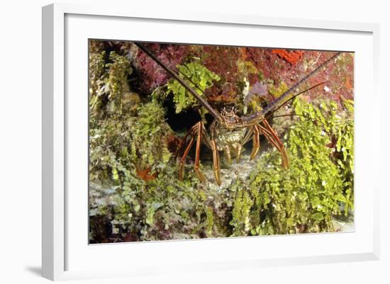 Spiny Lobster Hiding in the Reef, Nassau, the Bahamas-Stocktrek Images-Framed Photographic Print