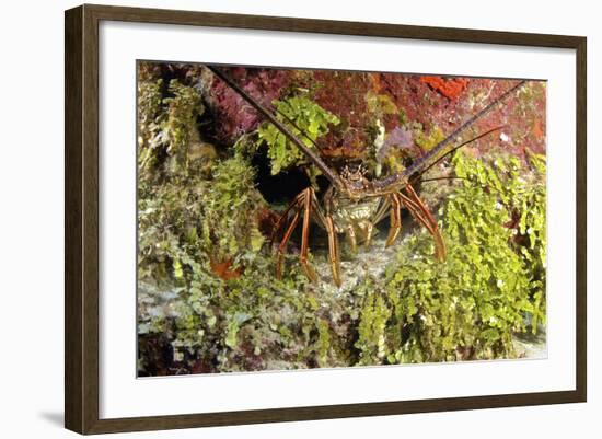 Spiny Lobster Hiding in the Reef, Nassau, the Bahamas-Stocktrek Images-Framed Photographic Print