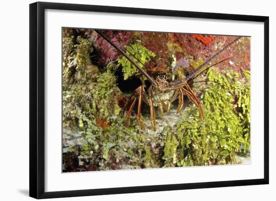 Spiny Lobster Hiding in the Reef, Nassau, the Bahamas-Stocktrek Images-Framed Photographic Print