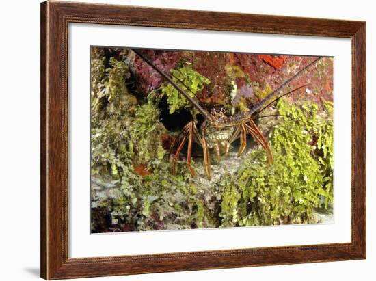 Spiny Lobster Hiding in the Reef, Nassau, the Bahamas-Stocktrek Images-Framed Photographic Print