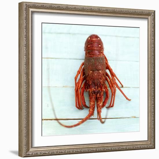 Spiny Lobster-Koops Holsten-Framed Photographic Print