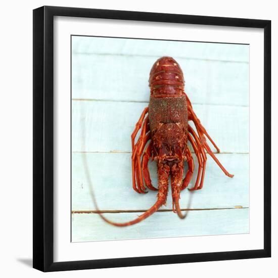Spiny Lobster-Koops Holsten-Framed Photographic Print
