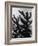 Spiny Palm Springs Cactus-Alfred Eisenstaedt-Framed Photographic Print