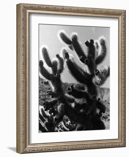 Spiny Palm Springs Cactus-Alfred Eisenstaedt-Framed Photographic Print