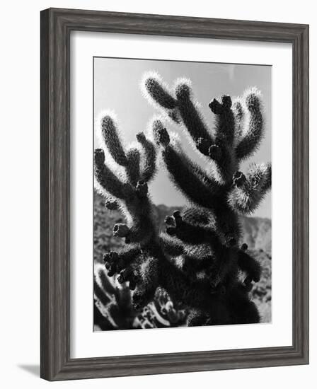 Spiny Palm Springs Cactus-Alfred Eisenstaedt-Framed Photographic Print