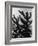 Spiny Palm Springs Cactus-Alfred Eisenstaedt-Framed Photographic Print