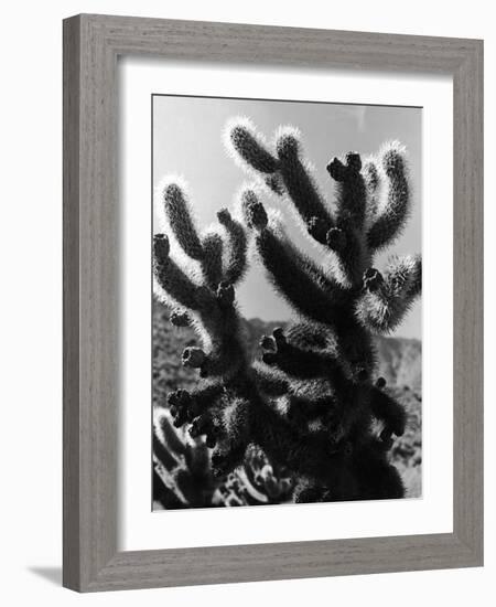 Spiny Palm Springs Cactus-Alfred Eisenstaedt-Framed Photographic Print