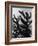 Spiny Palm Springs Cactus-Alfred Eisenstaedt-Framed Photographic Print