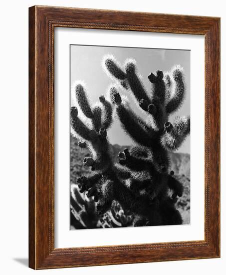 Spiny Palm Springs Cactus-Alfred Eisenstaedt-Framed Photographic Print