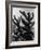 Spiny Palm Springs Cactus-Alfred Eisenstaedt-Framed Photographic Print