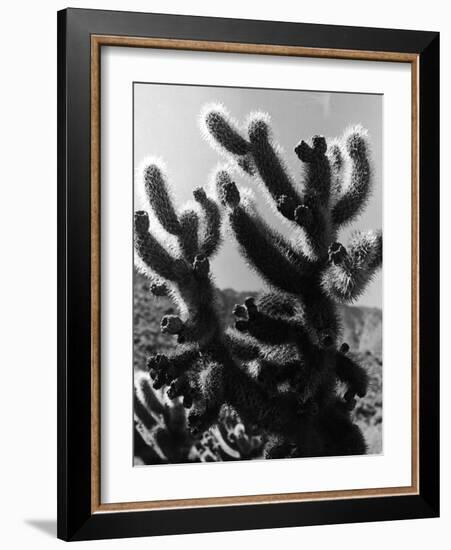 Spiny Palm Springs Cactus-Alfred Eisenstaedt-Framed Photographic Print