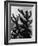 Spiny Palm Springs Cactus-Alfred Eisenstaedt-Framed Photographic Print