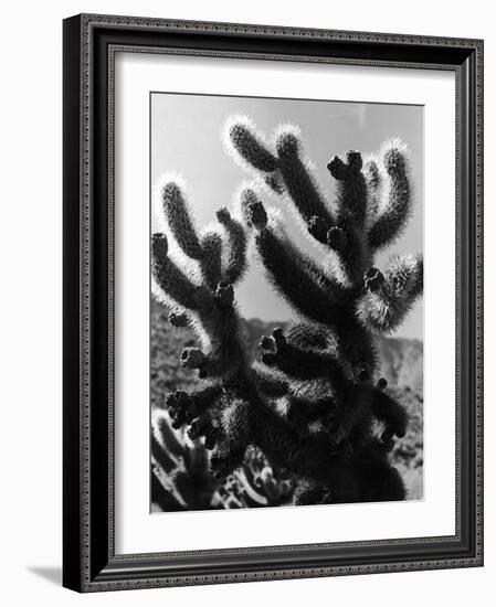 Spiny Palm Springs Cactus-Alfred Eisenstaedt-Framed Photographic Print