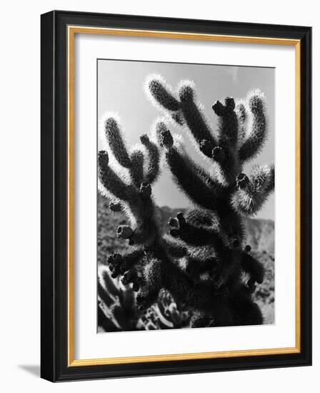 Spiny Palm Springs Cactus-Alfred Eisenstaedt-Framed Photographic Print