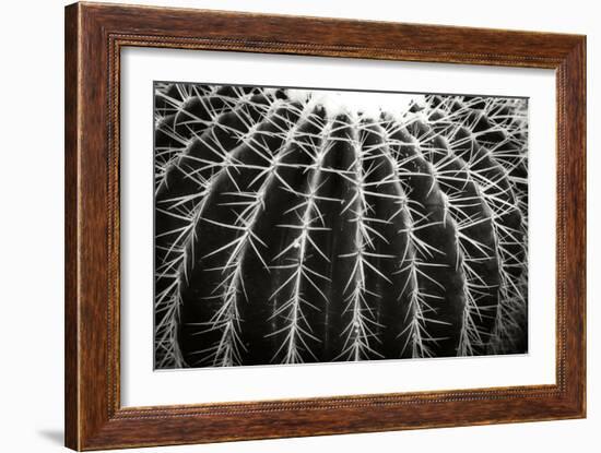 Spiny Rows-Alan Hausenflock-Framed Photographic Print