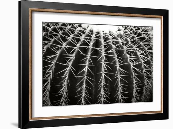 Spiny Rows-Alan Hausenflock-Framed Photographic Print